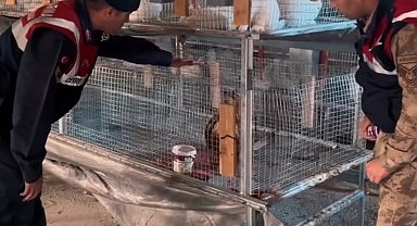 Kızıl şahin emin ellerde