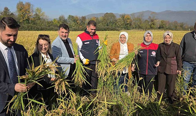 Konuralp pirincinde "damlama sulama" bereketi