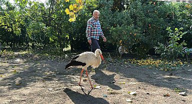 Kümeste tavuklarla birlikte yaşayan leylek, balıkla besleniyor