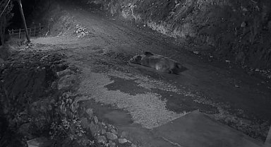 Mahalleliyi canından bezdiren ayının evinin önünde yattığını görünce kamyoneti ile peşine düştü