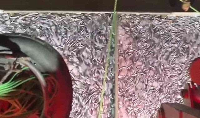 Marmara'da bereketli av: Bin kasa hamsi, bin kasa sardalya avlandı