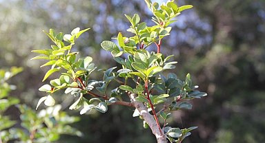 Muğla'da sakız üretimi güçleniyor, bin 500 aşılı fidan üreticiyle buluşuyor
