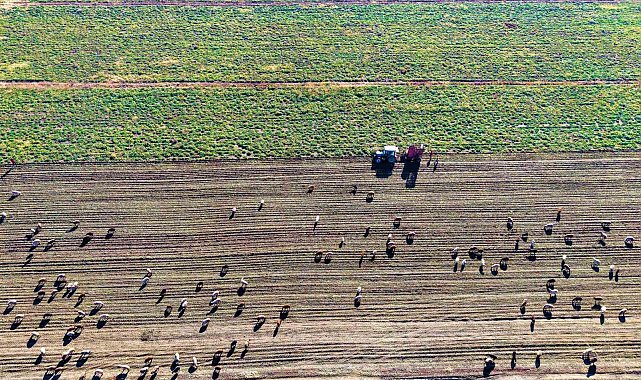 Muş Ovası'nda 'tatlı' hasat devam ediyor