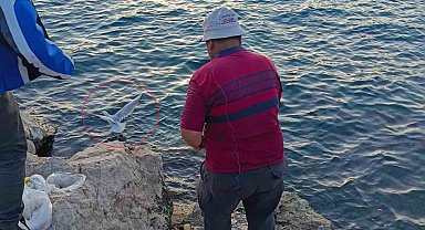 Oltaya bu kez balık yerine martı takıldı