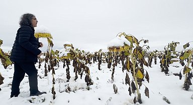 Profesörden karlı bir ayçiçeği tarlasında şaşırtan performans