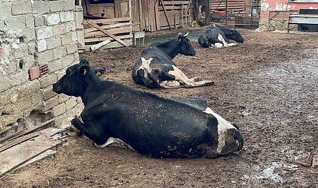 "8 buzağımızı şapa verdik"