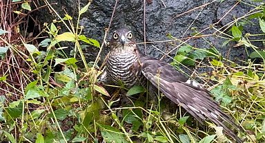 Rize'de atmacalar bıldırcın avında yarıştı