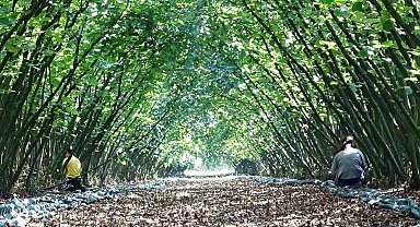 Samsun'da 63 yatırımcıya fındık hasat filesi hibesi