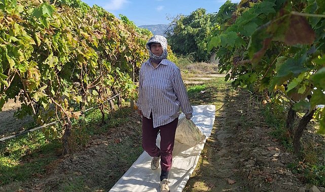 Sarıgöl'deki bağlarda örtü toplama mesaisi başladı