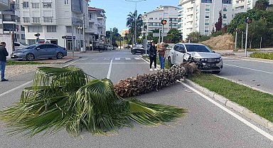 Şoförlük eğitimi yaparken refüjdeki palmiyeyi devirdi, kaza anı güvenlik kamerasına yansıdı