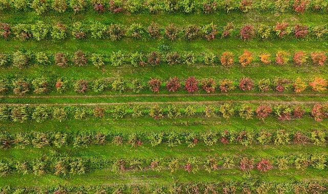 Sonbaharın renk cümbüşü Uludağ eteklerinde