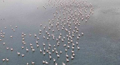 Urmiye Gölü kuruyunca flamingolar Van'a akın etti