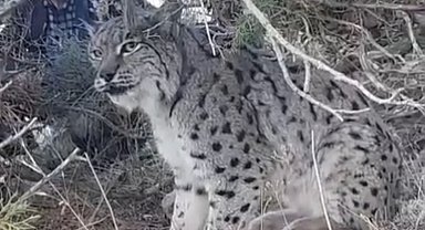 Van'da vaşak görüntülendi