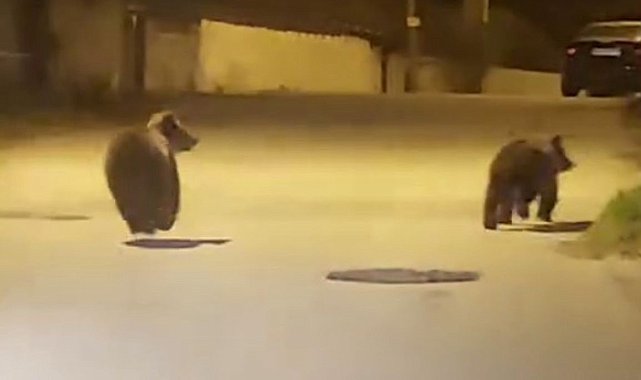 Yolda koşan ayılar kamerada