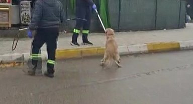 Adana'da başıboş sokak köpekleri toplanıyor