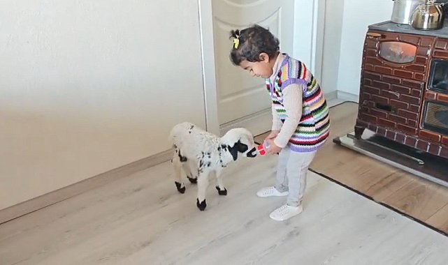 Annesinin reddettiği kuzuya 3 yaşındaki Ezo'nun şefkati yürekleri ısıttı