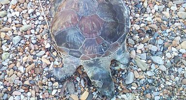 Bodrum'da yavru caretta caretta kıyıya vurdu