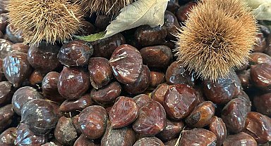 Bursa kestanesinin geleceği konuşuldu