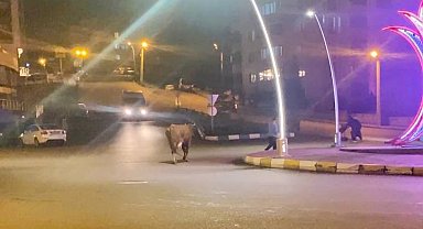 Caddede ilerleyen büyükbaş hayvanlar kamerada