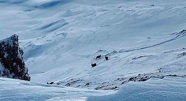Çatak'ta dağ keçileri görüntülendi