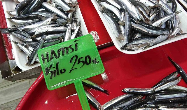 Hamsi bolluğu av baskısı oluşturdu: Şok tesislerinde, taşıyıcı kamyonlarda yer kalmadı