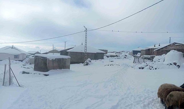 Karla birlikte Türkiye'nin en yüksek köyü Kışkılı'da besiciler zor durumda kaldı