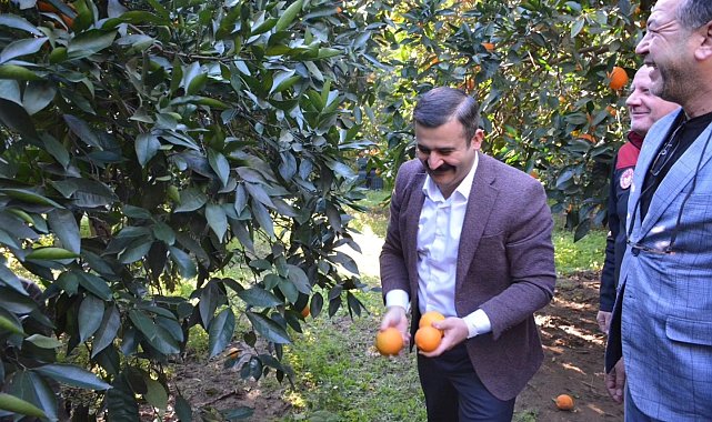 Kaymakam Kumcu, 'Köyceğiz Portakalı' hasadına katıldı