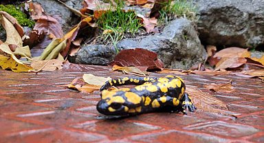Koruma altındaki 'Benekli Semenderler' Kemaliye'de görüntülendi