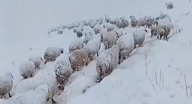 Koyun sürüsünün kar altında zorlu yolculuğu
