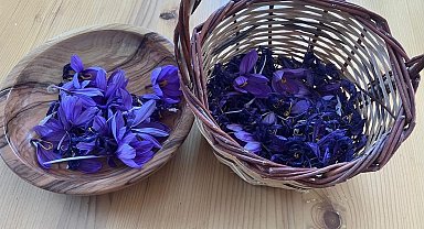 Osmaniye'de yüksek getirili safrana ilgi artıyor