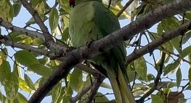 Pakistan papağanları adliye bahçesini mesken tuttu