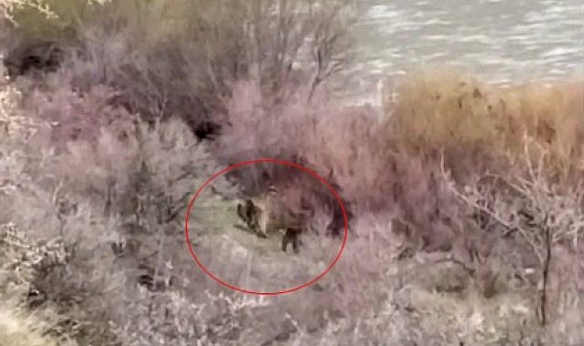 Palu'da balıkçının karşısına ayı ve yavrusu çıktı