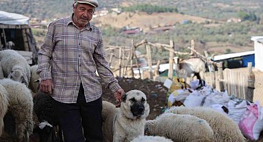 Şap karantinası meraları boşalttı