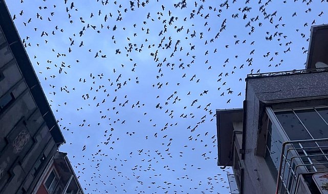 Tekirdağ semalarında kargaların görsel şöleni