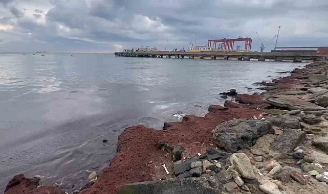 Tekirdağ'da kuvvetli rüzgar sahili kırmızı yosunla kapladı