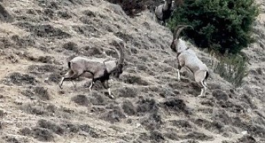 Tunceli'de tekelerin liderlik kavgası kamerada