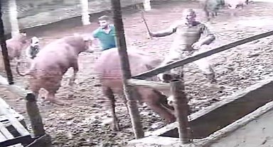 Üzerine zıplayan boğanın darbesiyle yere serildi: O anlar kamerada