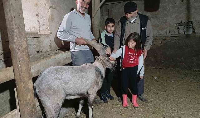 Yaralı halde bulunan dağ keçisi tedavisinin ardından doğaya salındı