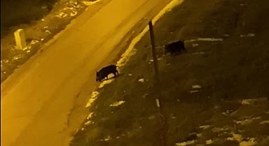 Aç kalan domuzlar şehre indi