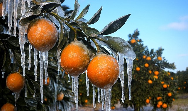Adana için zirai don alarmı: Gece sıcaklık sıfırın altına düşecek