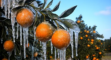 Adana için zirai don alarmı: Gece sıcaklık sıfırın altına düşecek