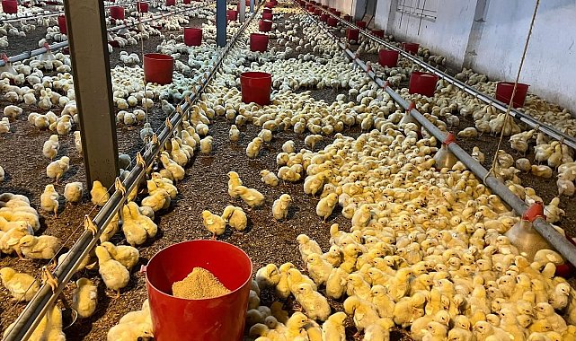 Alaplı'da kümes yangını korkuttu