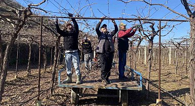 Alaşehir'de yağmur ve kar çiftçiye umut oldu