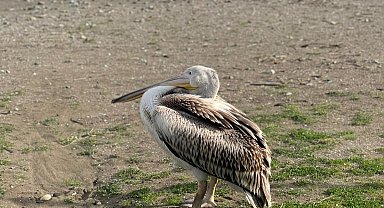 Atakum sahilinde pelikan görüldü