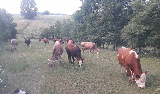 Bilecik'te şap alarmı: Hayvan giriş-çıkışları yasaklandı