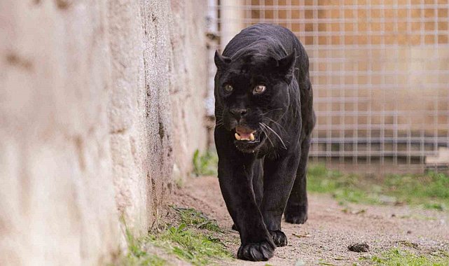 Doğal Yaşam Parkı'nın jaguarı Juliet yaşama veda etti