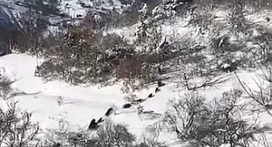 Elazığ'da domuz sürüsü görüldü