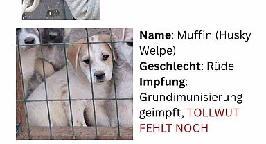 Hayvan severlerden, hayvan kaçakçılığı iddiası