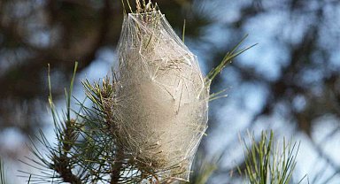 Hem ağaca hem insanlara zararı var: Samsun ormanlarında çam kese tırtılı istilası