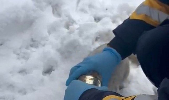 Kedinin başına sıkışan konserveyi sağlık ekipleri çıkardı